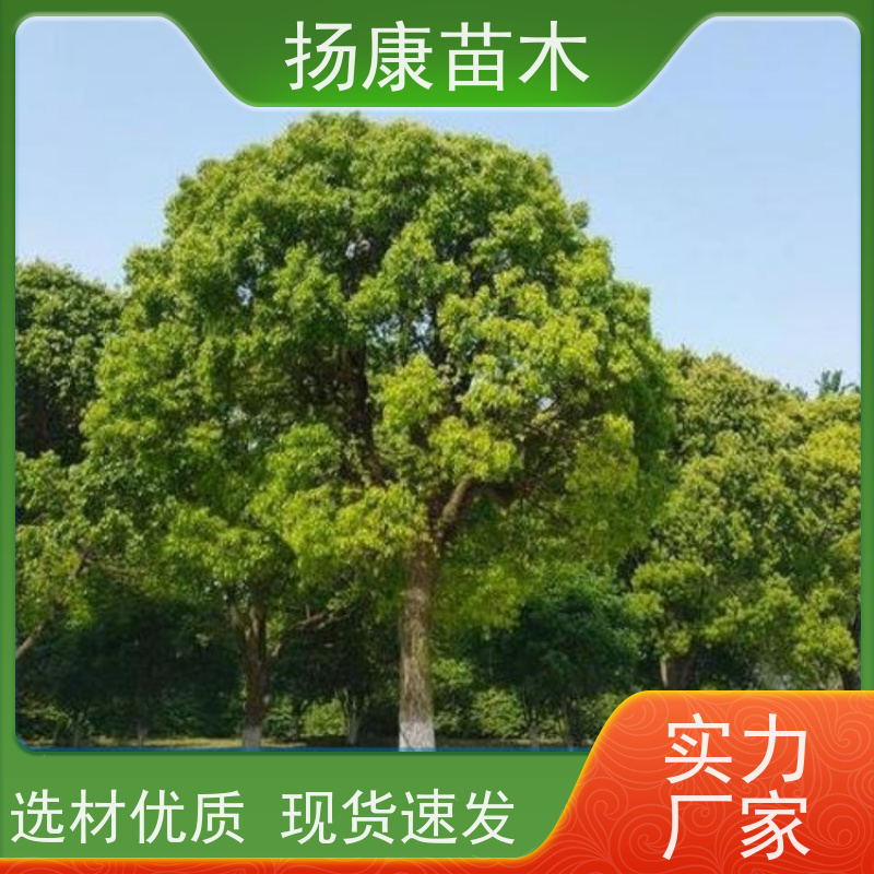 扬康苗木 高度3-12米 胸径3-15公分规格齐全 15公分香樟树