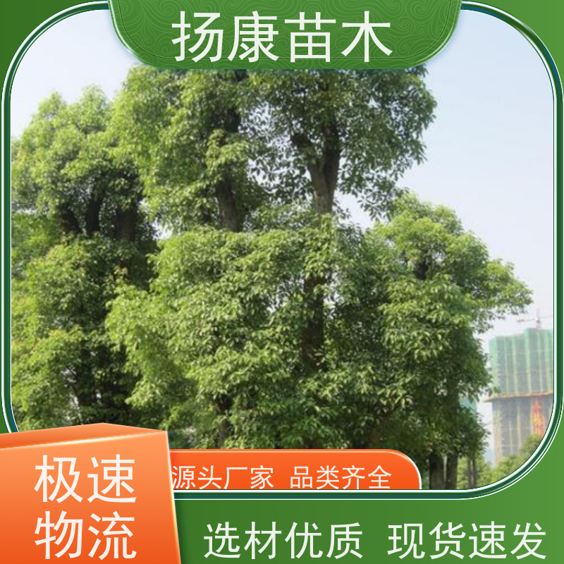 扬康苗木 冠幅饱满树形优美 四季常绿 10公分香樟树