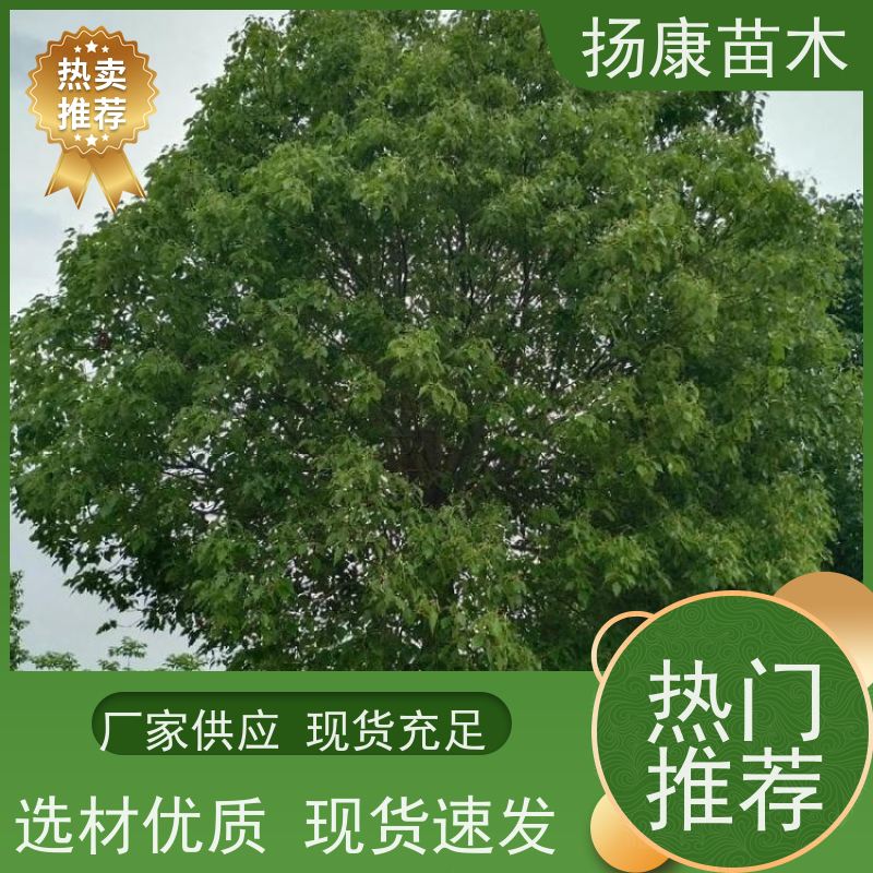 扬康苗木 全冠移植 园林绿化风景树 精品香樟树 