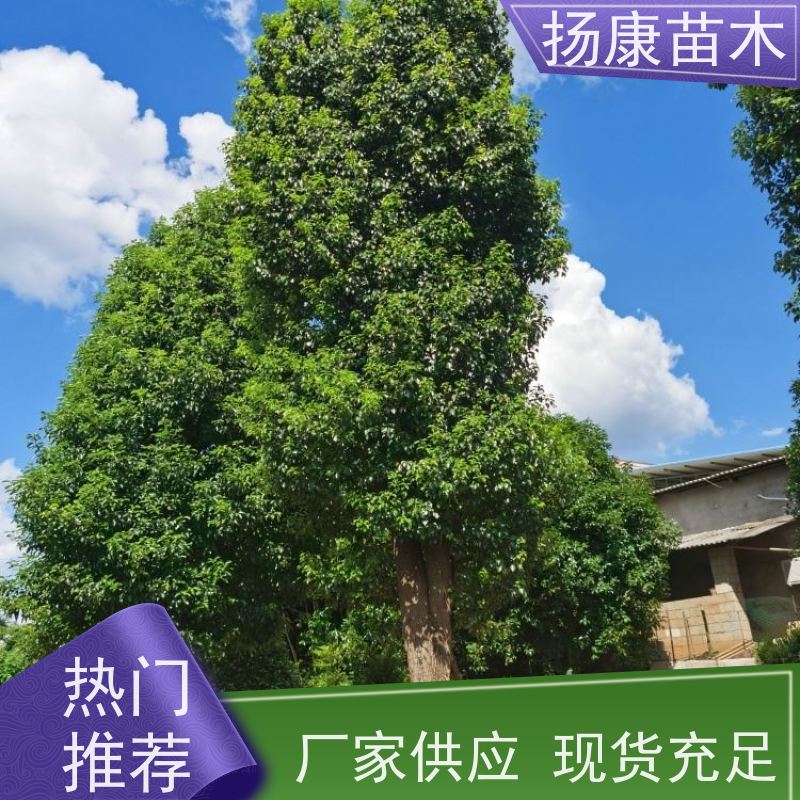 扬康苗木 米径8-50公分规格齐全 15公分香樟树