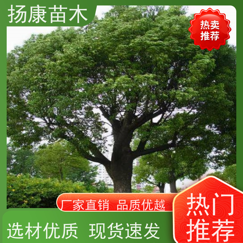 扬康苗木 全冠移植 园林绿化风景树 35公分香樟树 