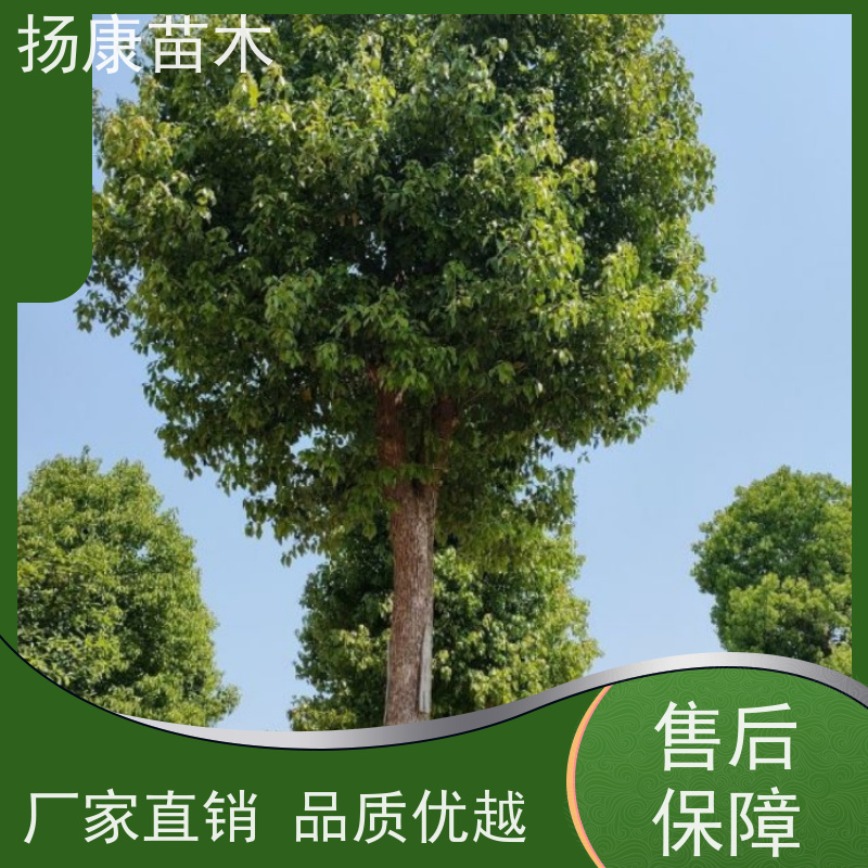扬康苗木 包成活率 包运输 规格多样 35公分香樟树 