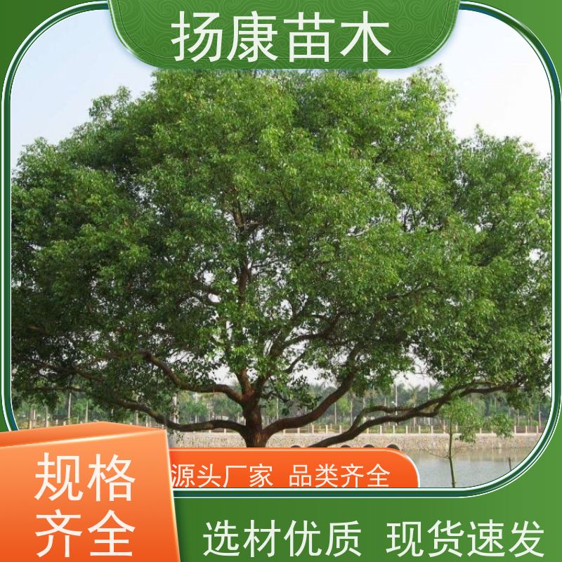 扬康苗木 高度3-12米 胸径3-15公分规格齐全 17公分香樟树