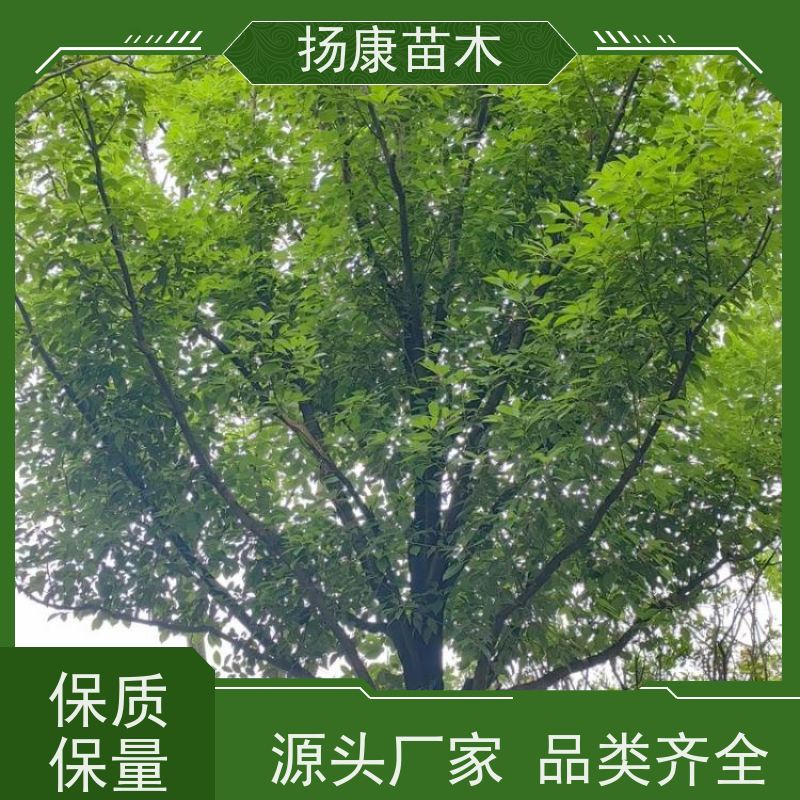 扬康苗木 包成活率 包运输 规格多样 14公分香樟树