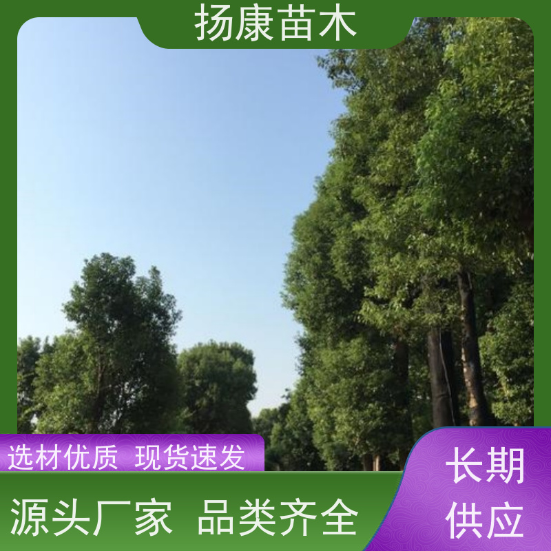 扬康苗木 多种规格四季常青乔木 市政城市道路绿化 14公分香樟树