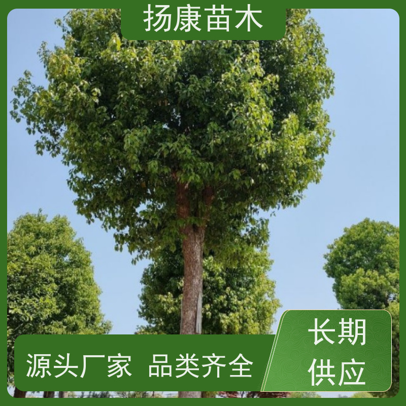 扬康苗木 大小规格齐全 景区道路园林绿化工程树种 35公分香樟树 