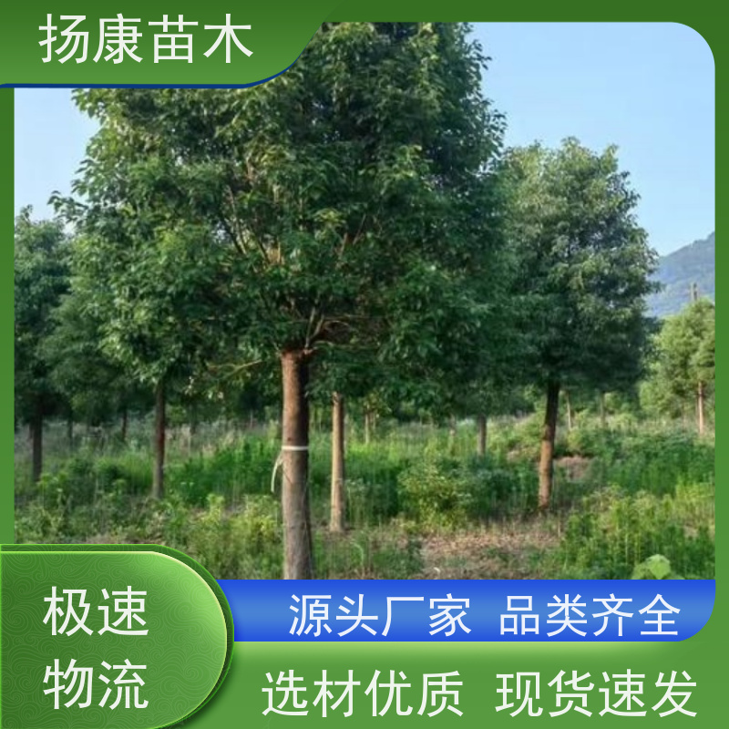 扬康苗木 高度3-12米 胸径3-15公分规格齐全 16公分香樟树
