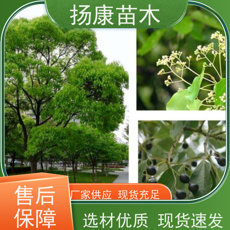 扬康苗木 景区园林行道风景绿化工程苗 17公分香樟树