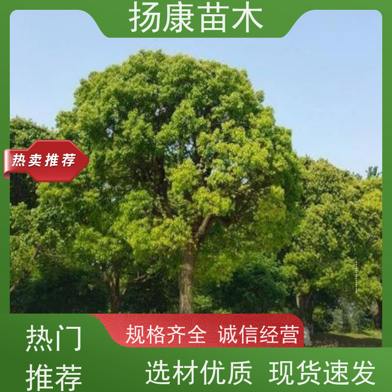 扬康苗木 园林基地直供 规格齐全 10公分香樟树