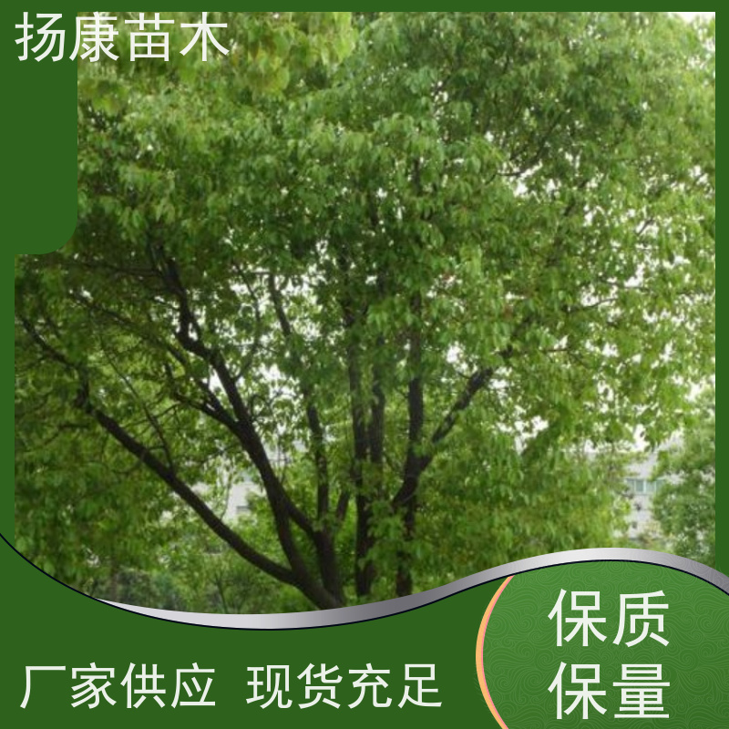 扬康苗木 高度3-12米 胸径3-15公分规格齐全 丛生香樟树