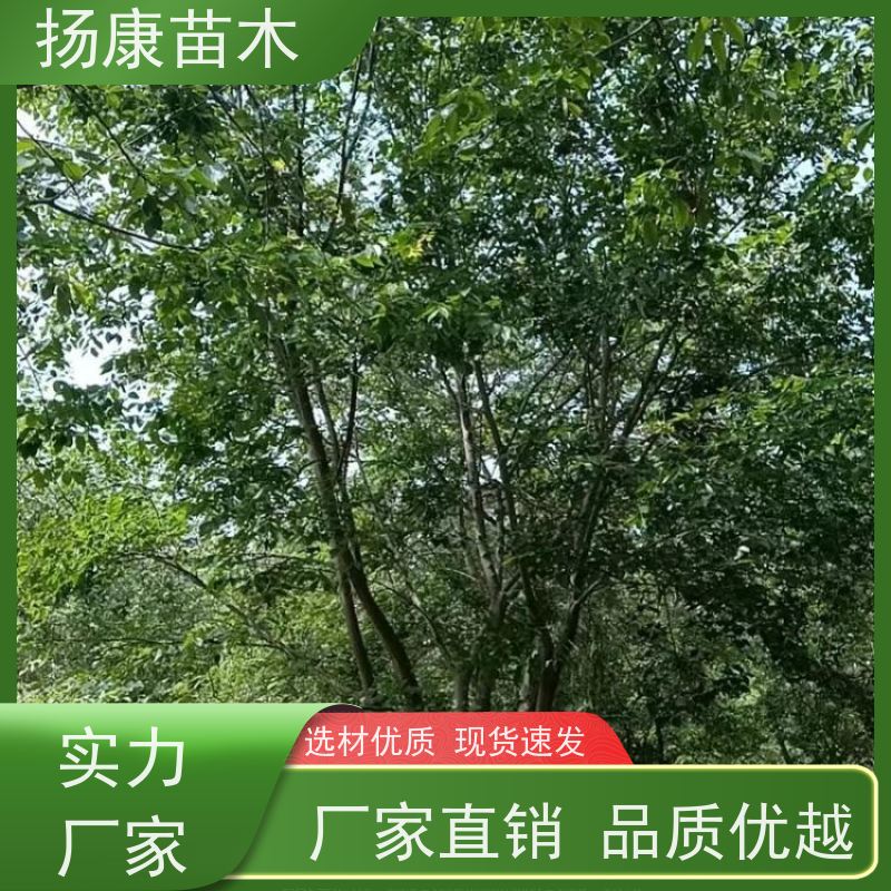 25公分丛生朴树 扬康苗木 庭院植物观赏树大型绿化树 适应能力强