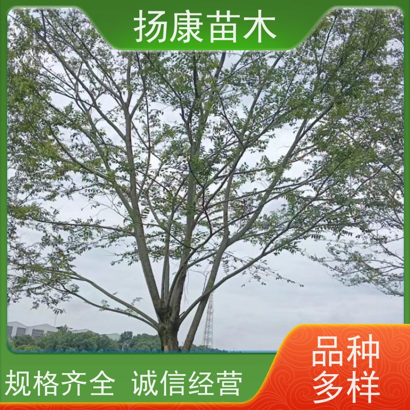 9米丛生朴树 扬康苗木 公园道路风景树行道树 现挖现卖
