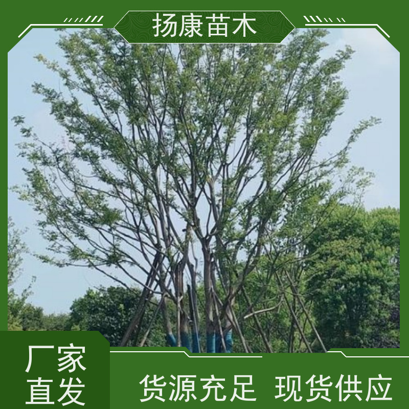 丛生朴树7米 扬康苗木 庭院小区庭荫树 规格齐全 树形优美