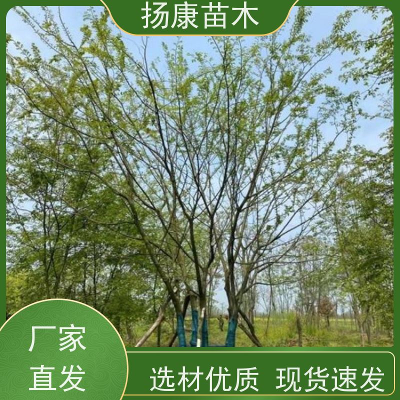丛生朴树8米 扬康苗木 冠幅5米 高度6米 耐寒 易成活