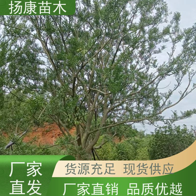 6米丛生朴树 扬康苗木 适温暖湿润气候 适生于肥沃平坦之地 基地发货