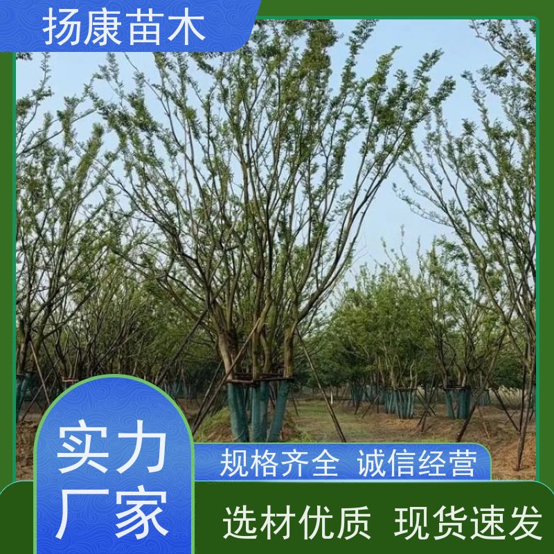丛生朴树5米 扬康苗木 园林景观工程用 自然树冠造型美