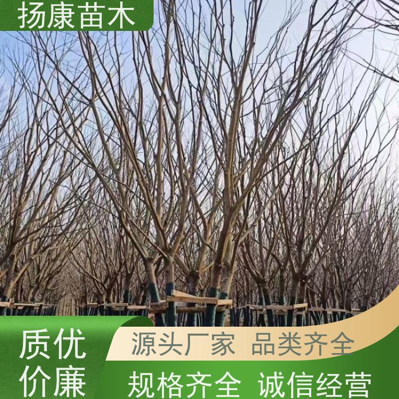 20公分丛生朴树 扬康苗木 抗风抗烟滞尘 容易存活 生长速度快 观赏风景