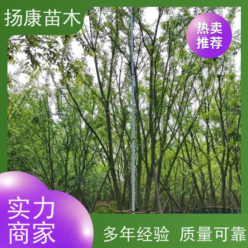 8米丛生朴树 扬康苗木 适温暖湿润气候 适生于肥沃平坦之地 基地发货