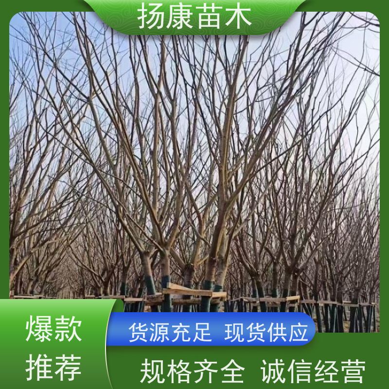22 公分丛生朴树 扬康苗木 露地 观形 主干高2.8m 风景树