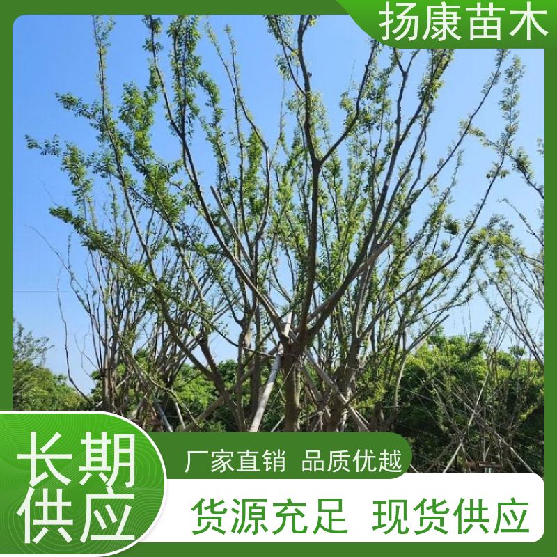 60公分丛生朴树 扬康苗木 各规格齐全 景区园林绿化工程行道树