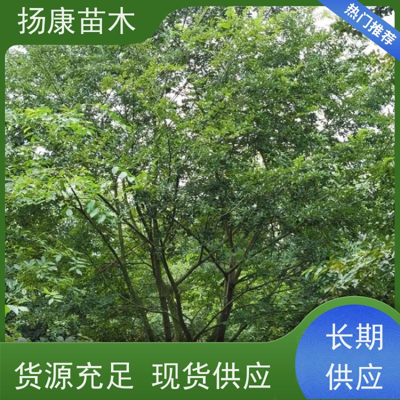 30公分丛生朴树 扬康苗木 园林行道绿化露地栽培 根系发达