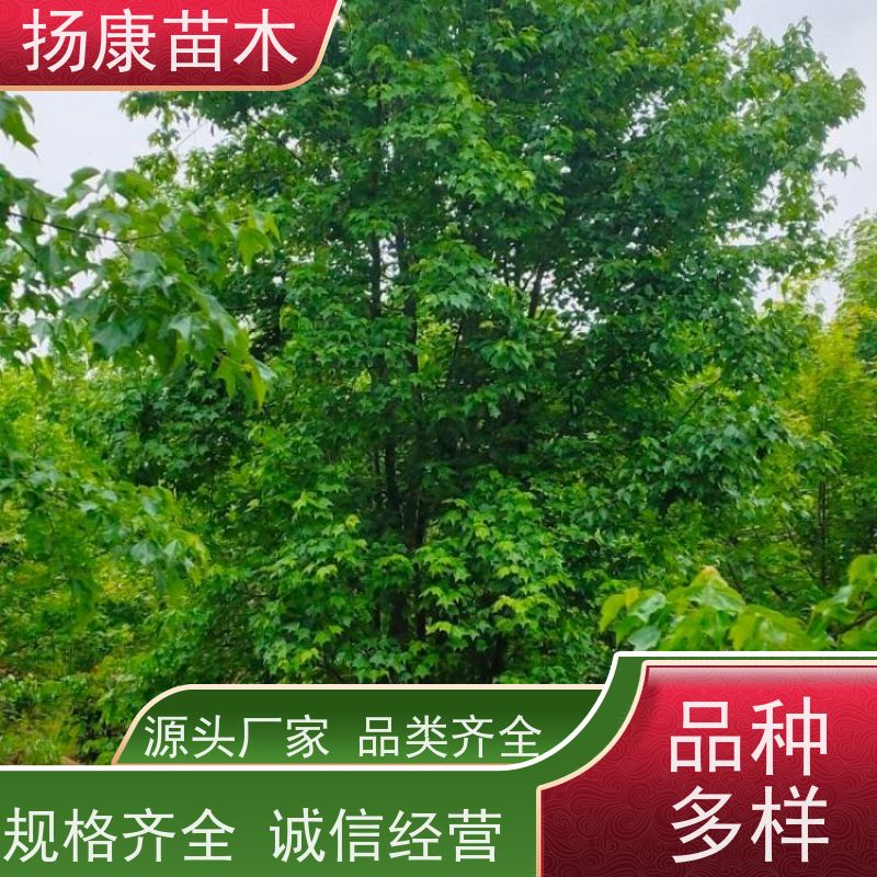50公分丛生朴树 扬康苗木 各规格齐全 景区园林绿化工程行道树