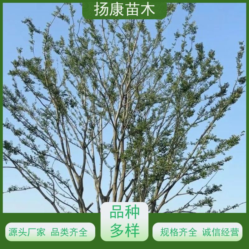 50公分丛生朴树 扬康苗木 自产自销 基地批量供应