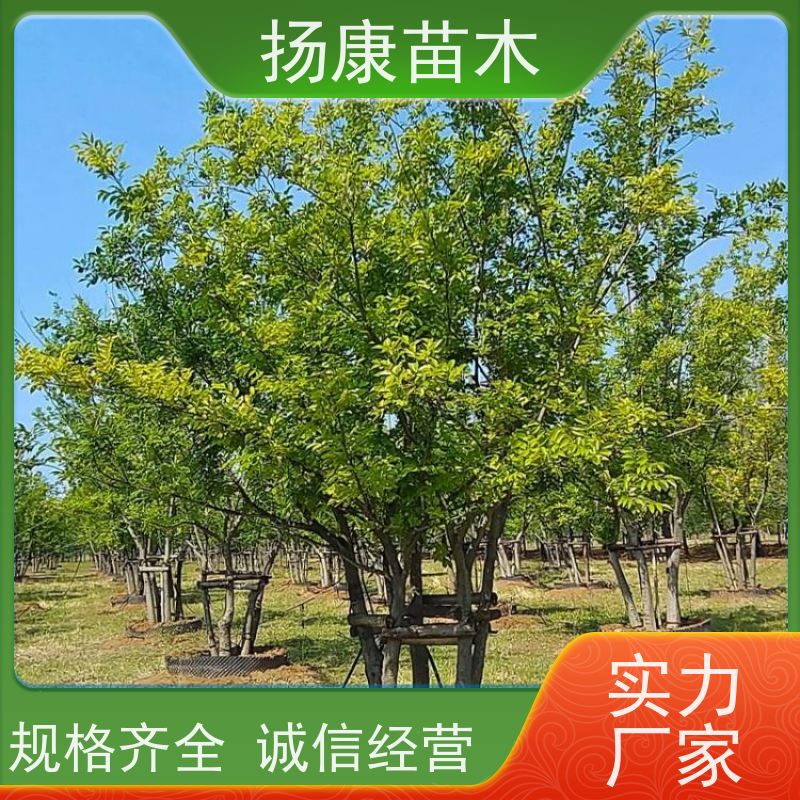25公分丛生朴树 扬康苗木 大型乔木种植基地 工程行道树 存活率高