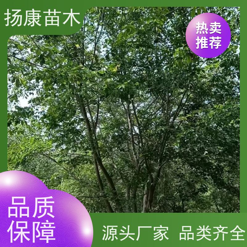 丛生朴树7米 扬康苗木 大型乔木种植基地 工程行道树 存活率高