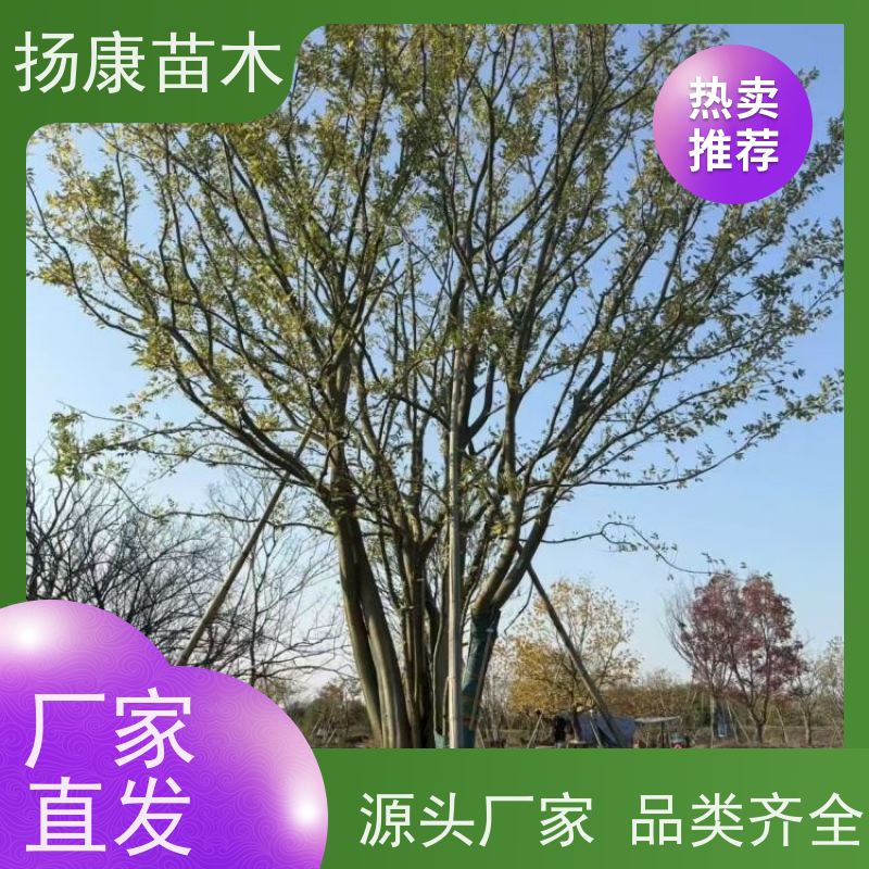 18公分丛生朴树 扬康苗木 大型乔木种植基地 工程行道树 存活率高