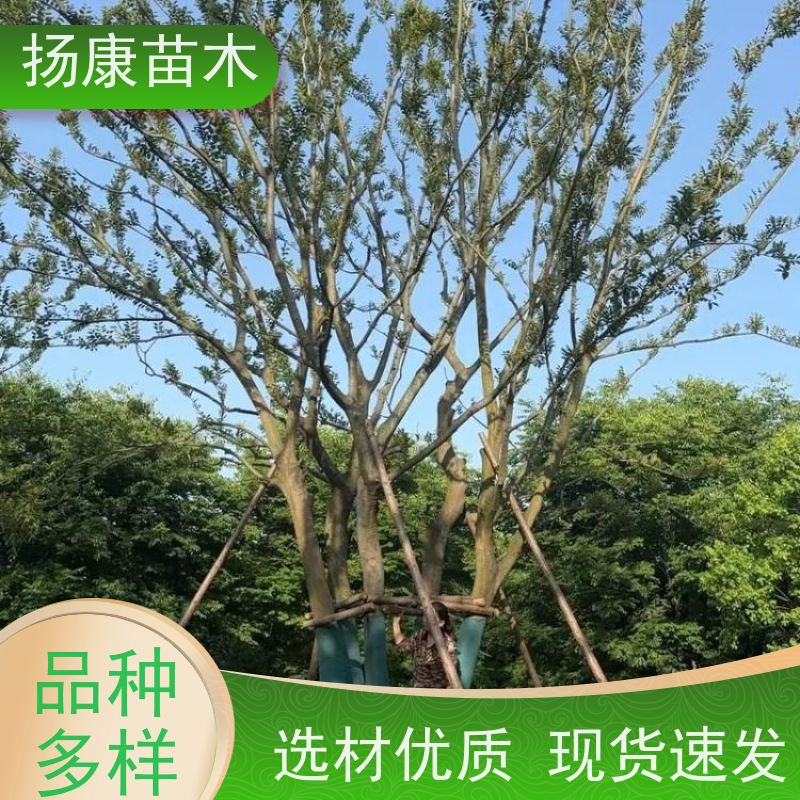 25公分丛生朴树 扬康苗木 公园行道庭荫树 园林工厂矿区绿化树种