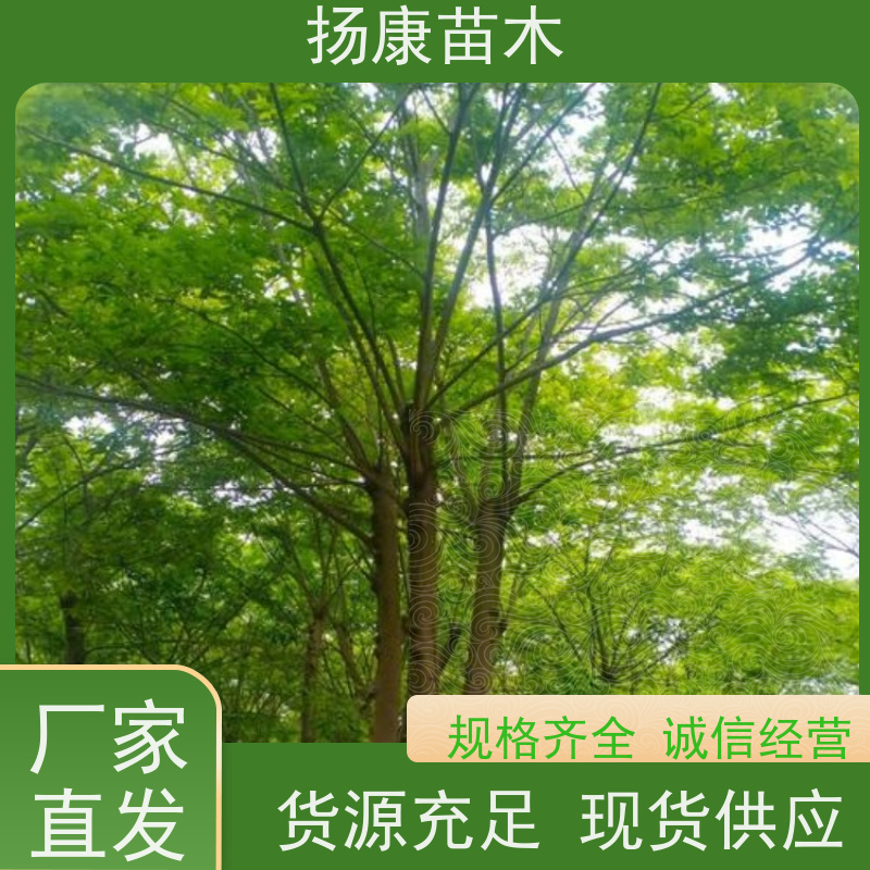 丛生朴树7米 扬康苗木 抗风抗烟滞尘 容易存活 生长速度快 观赏风景