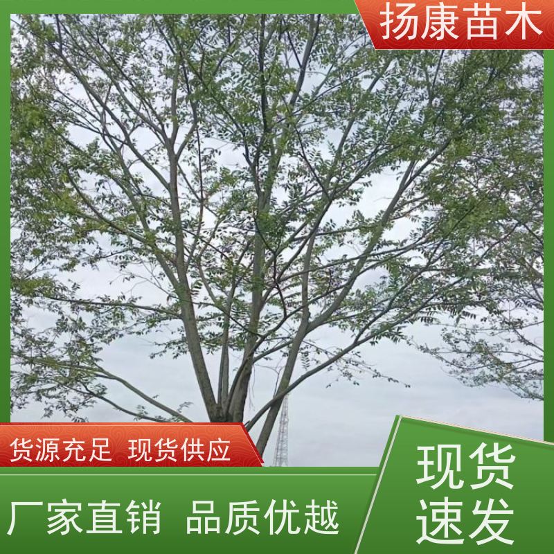 朴树 扬康苗木 耐寒适应力较强适合公园庭院街道公路荫树
