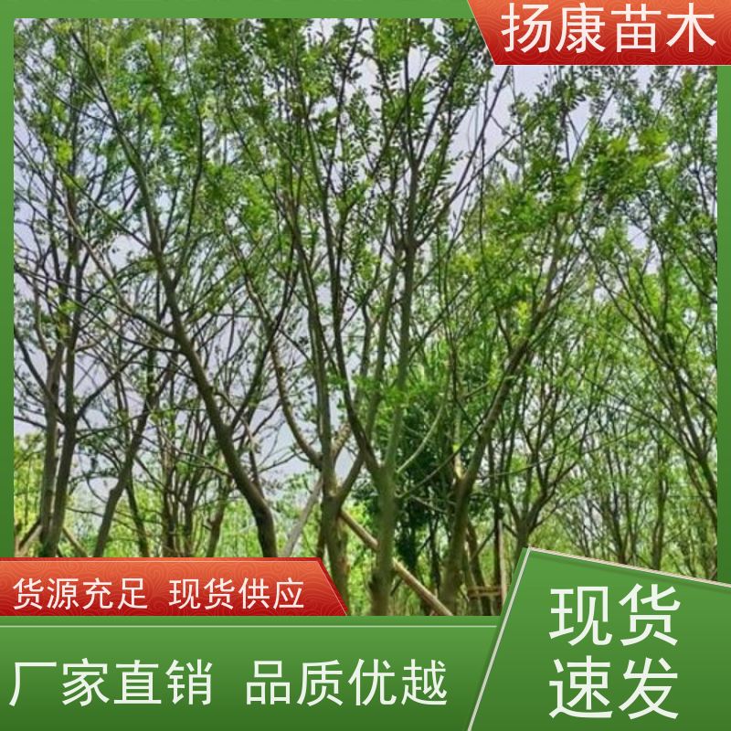 90公分丛生朴树 扬康苗木 园林景观工程用 自然树冠造型美