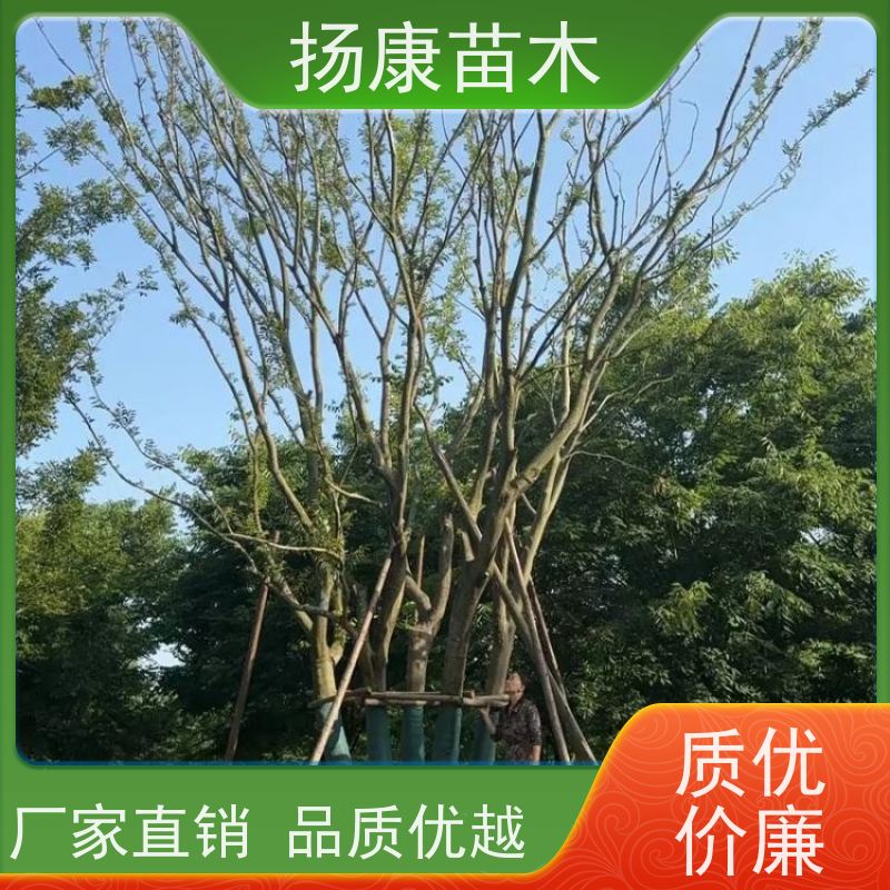 8米丛生朴树 扬康苗木 耐寒适应力较强适合公园庭院街道公路荫树