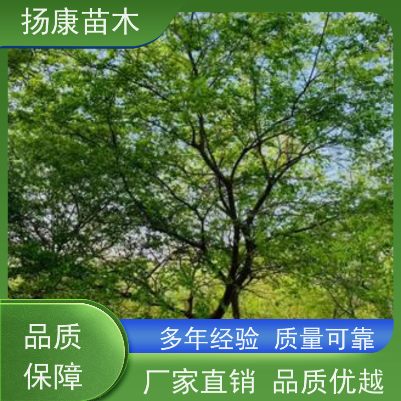 独杆丛生朴树 扬康苗木 对土壤要求不严 有一定耐干旱能力 带土球发货