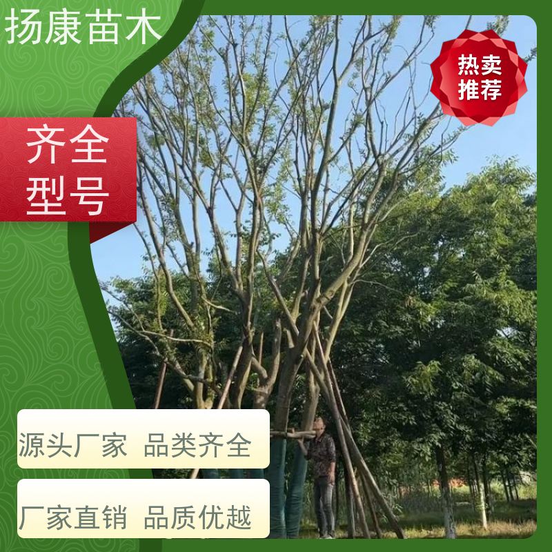 丛生朴树9米 扬康苗木 各规格齐全 景区园林绿化工程行道树