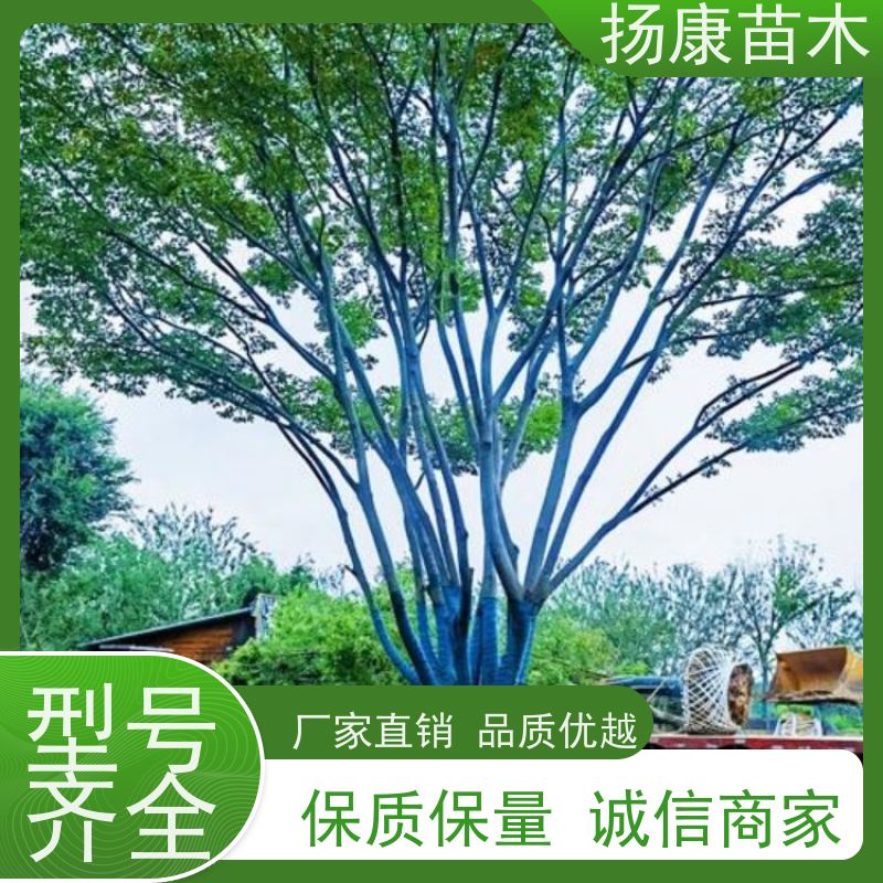22 公分丛生朴树 扬康苗木 公园行道庭荫树 园林工厂矿区绿化树种