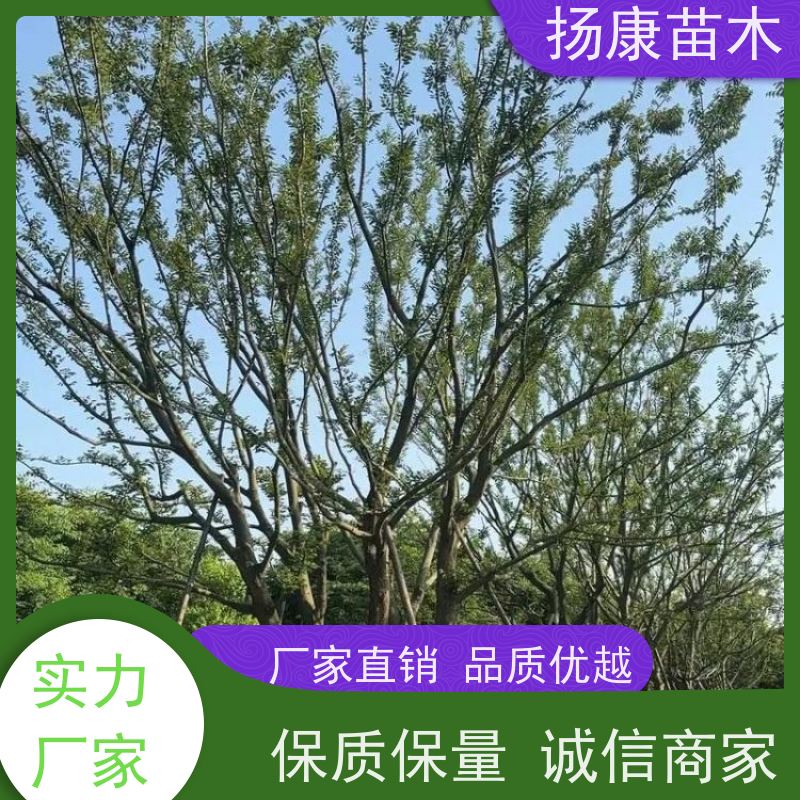 独杆丛生朴树 扬康苗木 适温暖湿润气候 适生于肥沃平坦之地 基地发货
