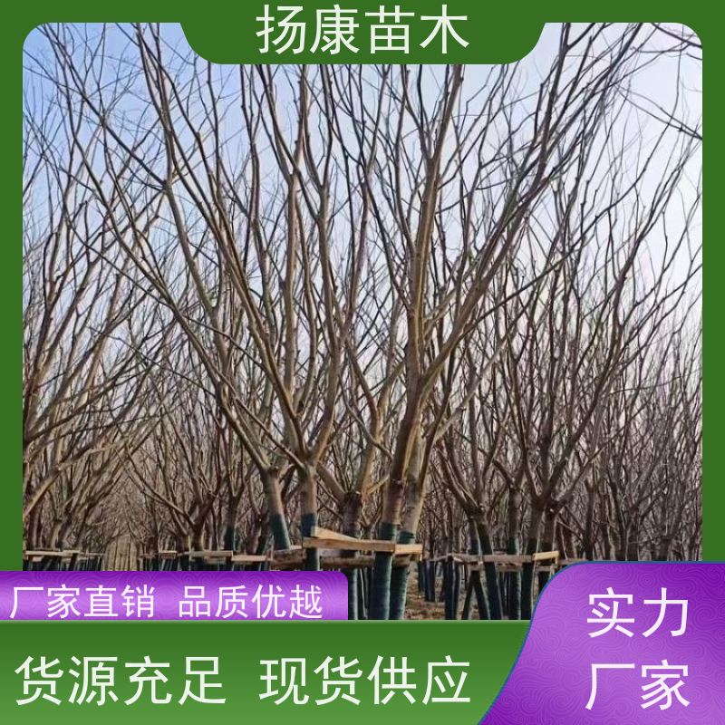 丛生朴树7米 扬康苗木 各规格齐全 景区园林绿化工程行道树