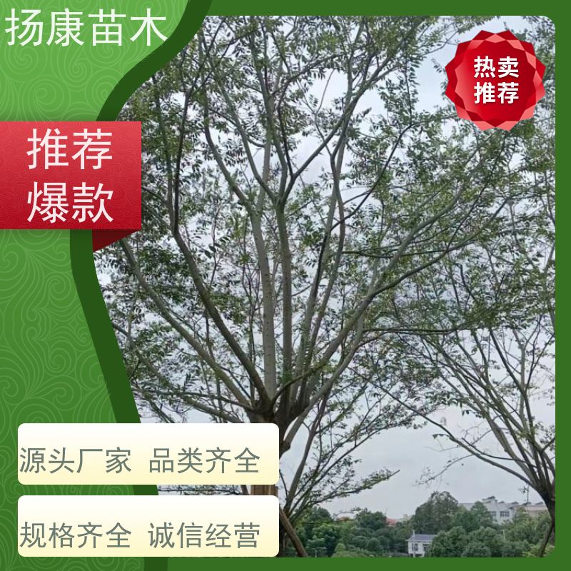 丛生朴树8米 扬康苗木 抗风抗烟滞尘 容易存活 生长速度快 观赏风景