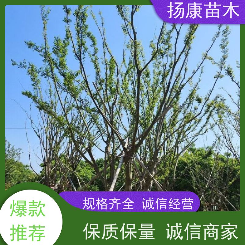 90公分丛生朴树 扬康苗木 庭院植物观赏树大型绿化树 适应能力强