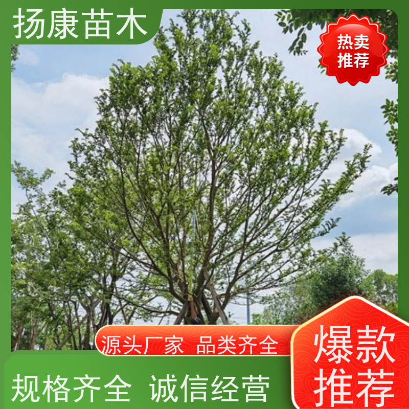 22 公分丛生朴树 扬康苗木 城市绿化工程行道树 现挖现发 基地直售