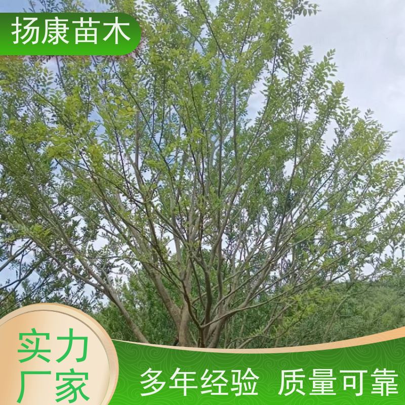 丛生朴树8米 扬康苗木 城市绿化工程行道树 现挖现发 基地直售