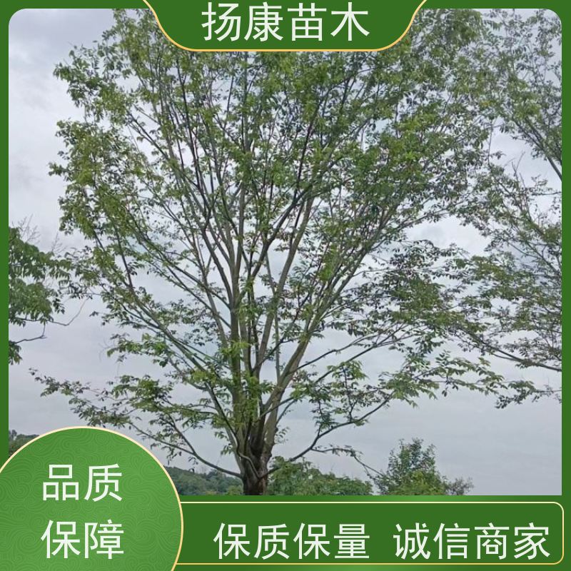 丛生朴树 扬康苗木 景区园林绿化工程树 行道树 源头厂家
