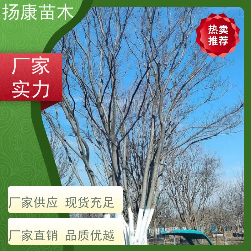 丛生朴树8米 扬康苗木 景区园林绿化工程树 行道树 源头厂家