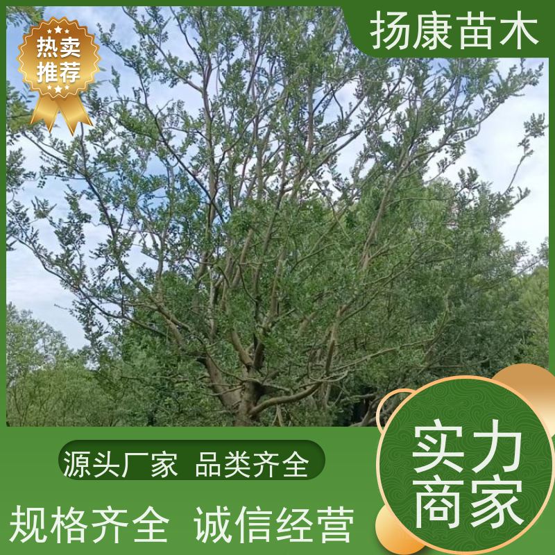12公分丛生朴树 扬康苗木 景区园林绿化工程树 行道树 源头厂家