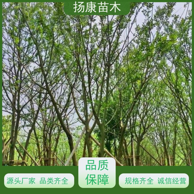 10米丛生朴树 扬康苗木 大型乔木种植基地 工程行道树 存活率高