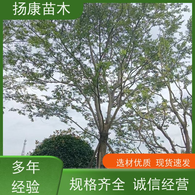 8米丛生朴树 扬康苗木 景区园林绿化工程树 行道树 源头厂家