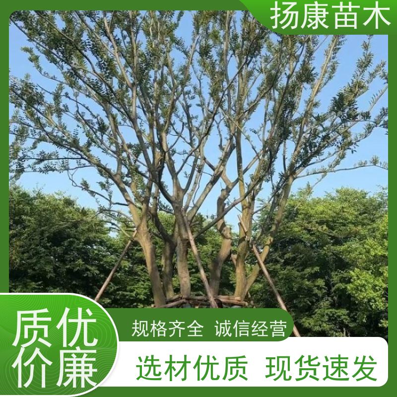 朴树 扬康苗木 对土壤要求不严 有一定耐干旱能力 带土球发货